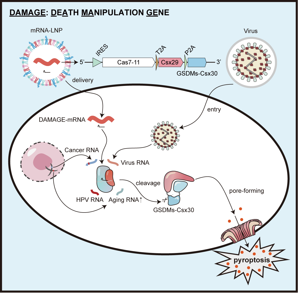 图3.50 DAMAGE系统整体模式图